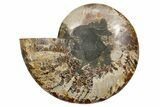 Cut & Polished Ammonite Fossil (Half) - Madagascar #347844-1